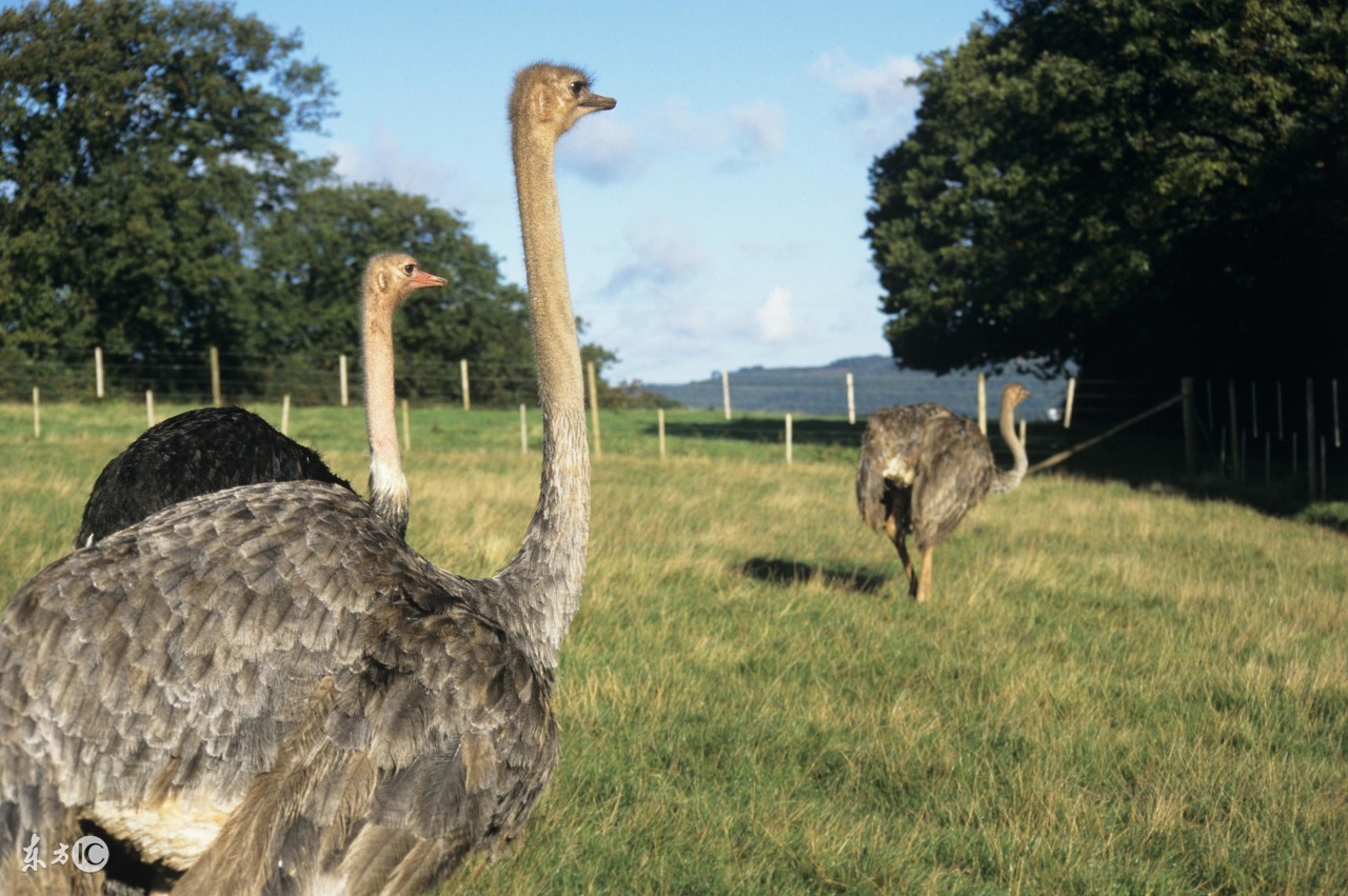 为什么现在城里人喜欢吃野菜,为什么现代人吃野生动物不易得病