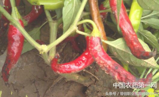 辣椒烂杆如何防治？辣椒虎皮病如何预防？