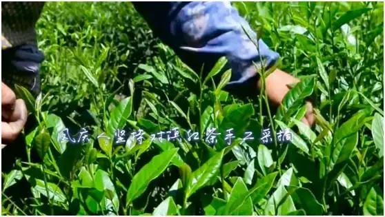 七彩飘香云南芒市,正宗凤庆滇红之明前金丝滇红