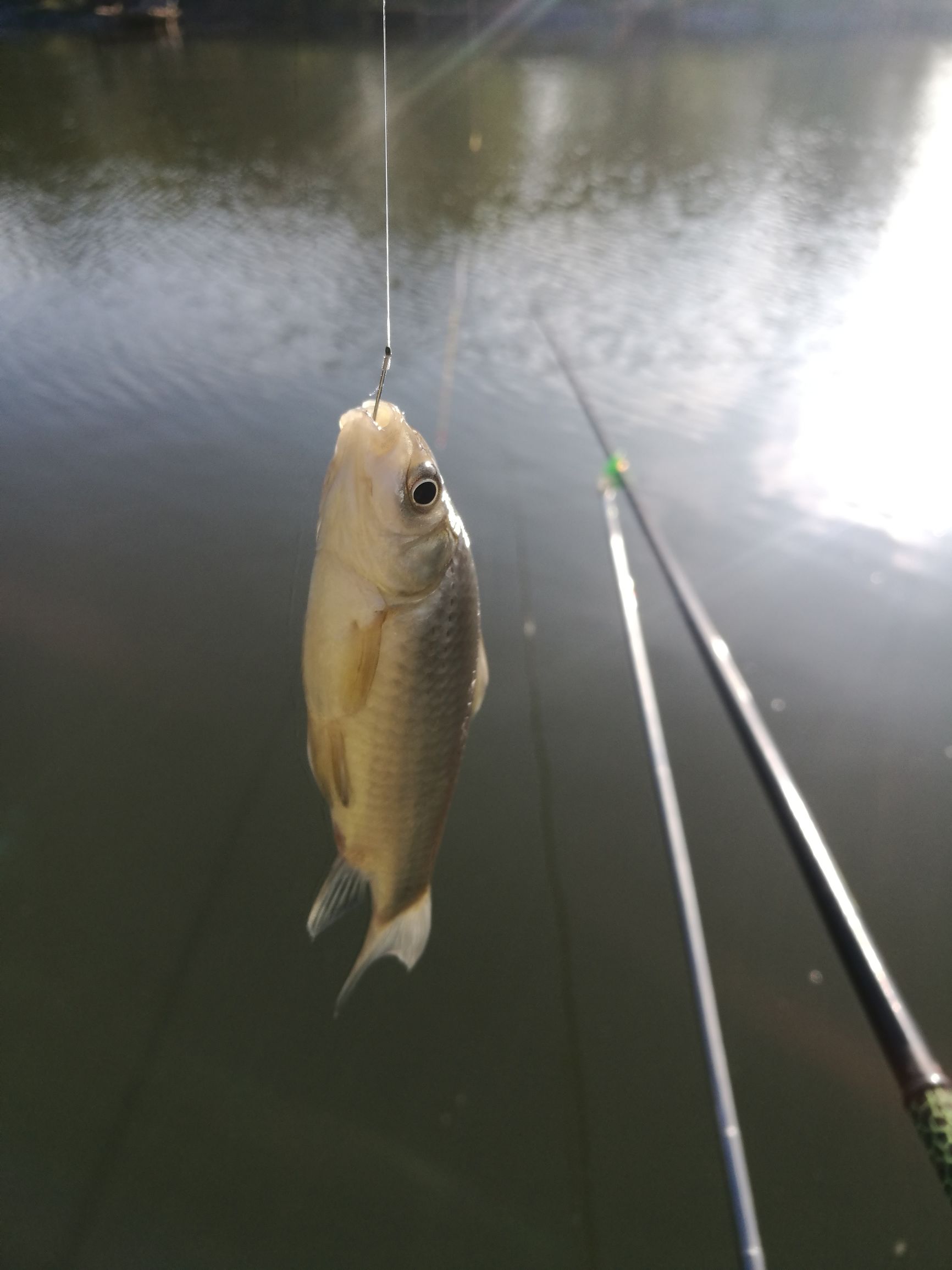 钓鲫鱼浮漂如何收竿,鱼坑钓鲫鱼规避大鱼技巧