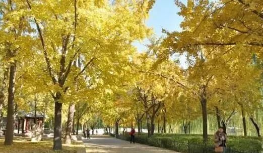 京城赏秋打卡胜地,京城赏荷最佳路线图