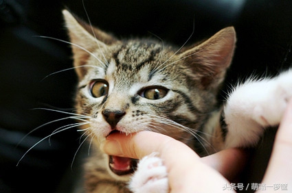 猫咪为什么会出其不意的咬主人腿,猫咪为什么咬人谁都咬