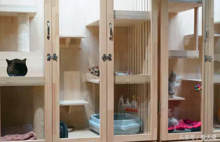 天津宝鸡道花鸟鱼虫市场鹦鹉全吗,天津市宝鸡道花鸟鱼虫市场文玩