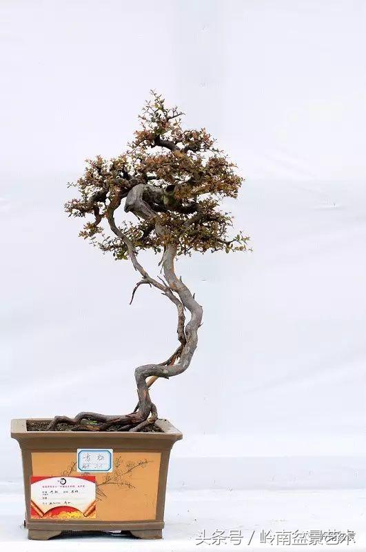 雀梅盆景100幅欣赏,珍藏雀梅盆景图片