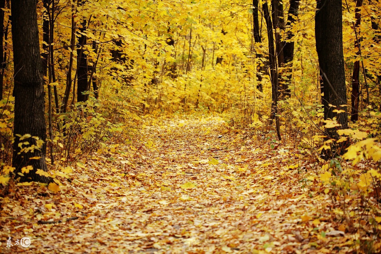 杜甫的长篇古诗秋兴八首,描写秋天的唐诗宋词元曲十首