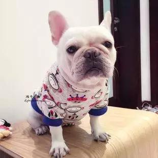 天气越来越来越冷，小法斗需要穿衣服吗