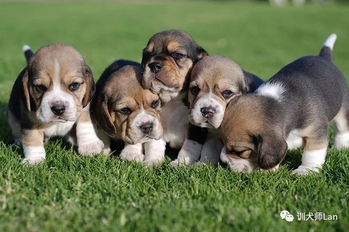 比格犬高山地区,农村比格犬