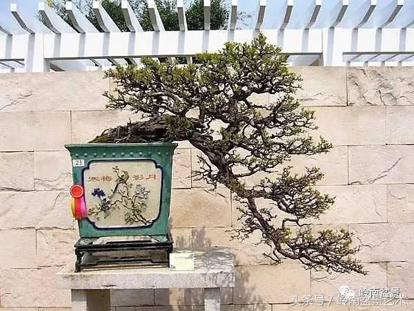 精品盆景雀梅杜鹃罗汉松,最美的100盆雀梅盆景建议收藏