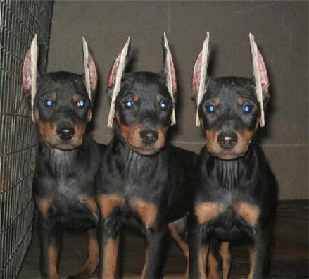 养杜宾犬要注意些什么啊,杜宾犬冬季如何过冬