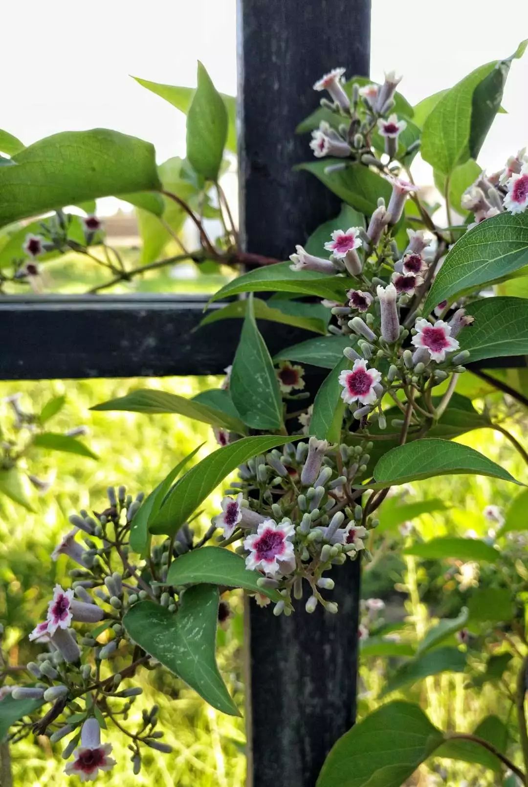 手机摄影作品也可以美不胜收,秋天手机摄影作品欣赏