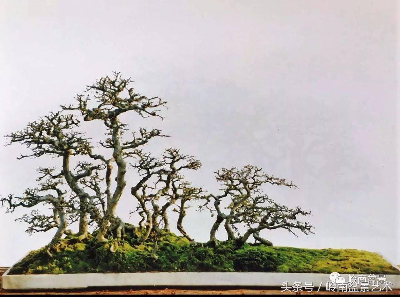 雀梅盆景价格在五千元至二万元的,经典中式庭院雀梅盆景100万以上