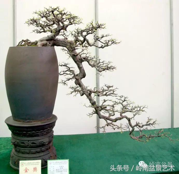 精品盆景雀梅杜鹃罗汉松,最美的100盆雀梅盆景建议收藏