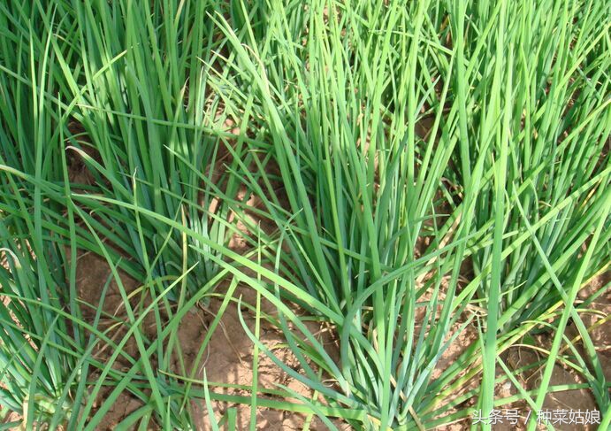 专家讲家庭小葱的种植方法,小葱种植方法视频教程