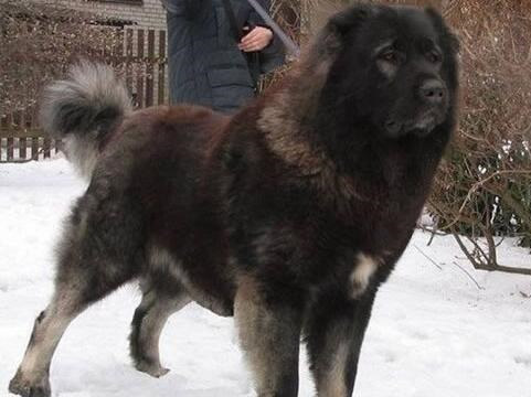 高加索犬常见病,高加索犬容易得的疾病