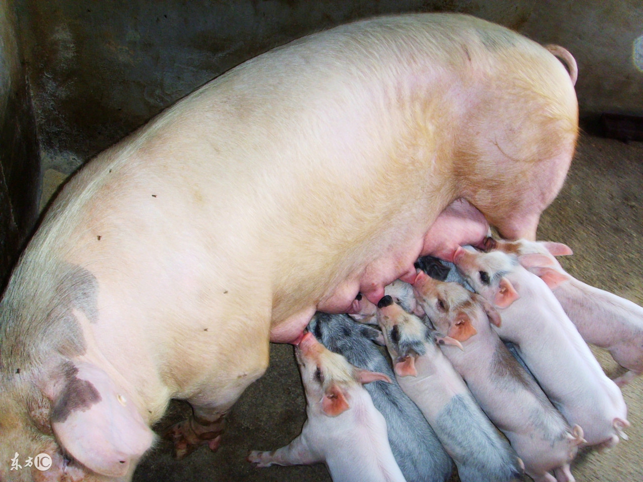猪吃什么草可以治便秘,猪毛菜治便秘