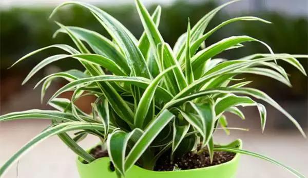 绿萝叶片不翠绿,绿萝长得很茂密