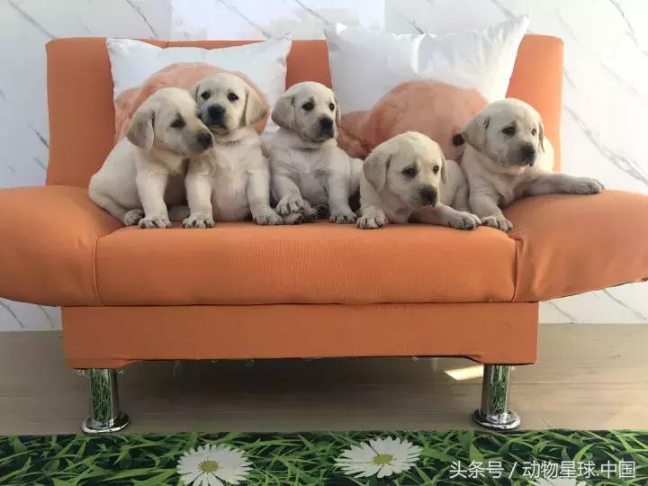 神犬小七戴维双胞胎哥哥,神犬小七双胞胎兄弟