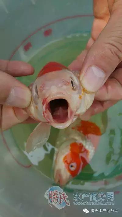 齐同俊医生年度总结,渔医齐同俊简介