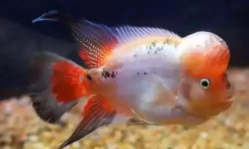 ins网红p图炫富,整容网红摆拍事件