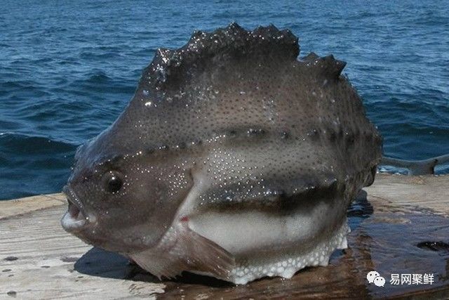 海产市场常见鱼有哪些品种,中国市场常见的进口鱼有哪些