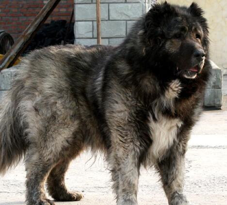 犬肠炎的治疗处方,巴哥犬得肠炎