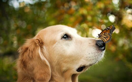 美国人养狗的目的,美国人喜欢养什么宠物