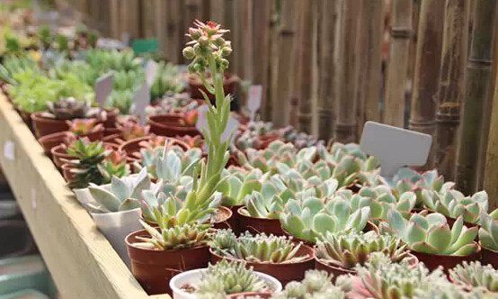 秋季雨水多露养多肉注意什么,秋天下雨多肉怎么办