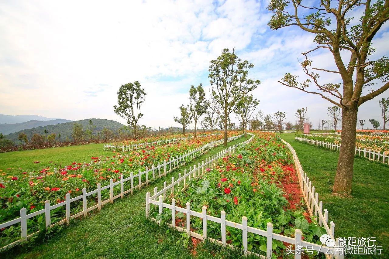 春节免费开放弥勒太平湖森林公园,弥勒太平湖森林公园6月去有花吗