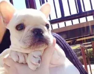 法斗前爪肉垫一碰就抖,法斗日常护理