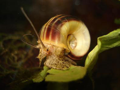 草缸螺类品种大全,草缸螺类