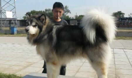 阿拉斯加犬咳嗽怎么治疗,阿拉斯加狗狗感冒什么症状