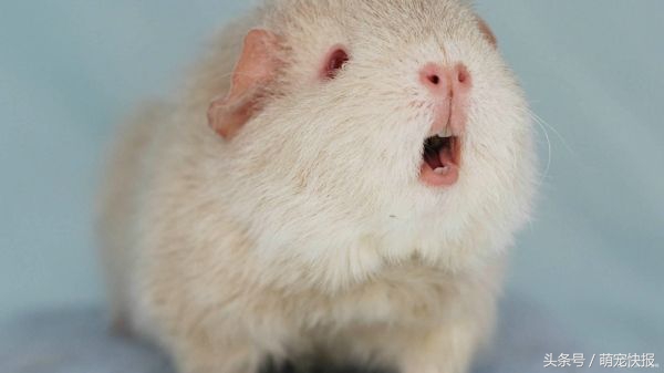 个头小小，敌意很强，喜欢挑战养一只吧……