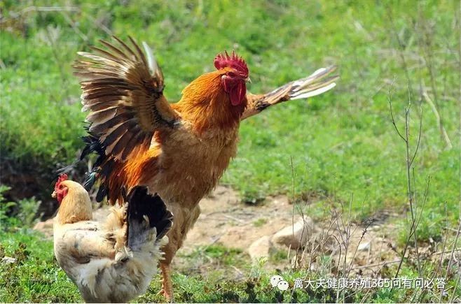 高产蛋鹅都吃什么,高产蛋鸭
