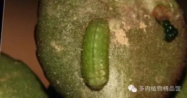 多肉蜗牛虫害怎么杀灭,多肉虫害症状及治疗