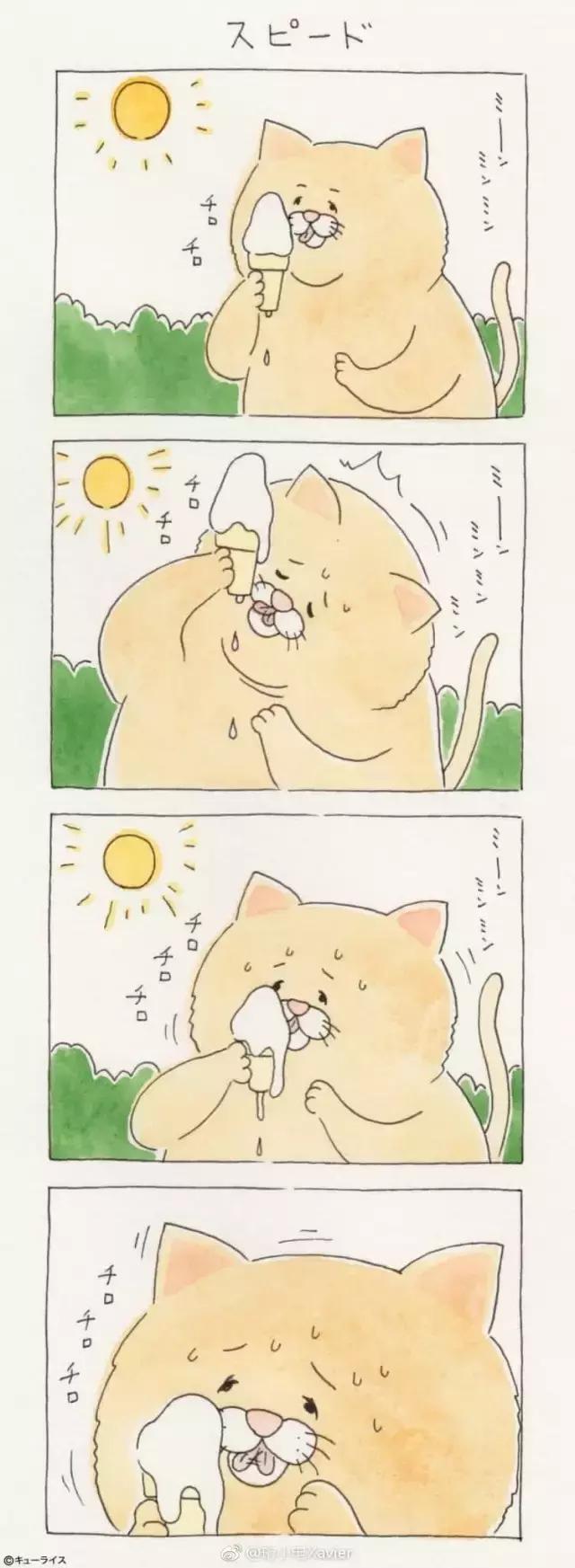 一只普通橘猫的成长史,橘猫的真实成长