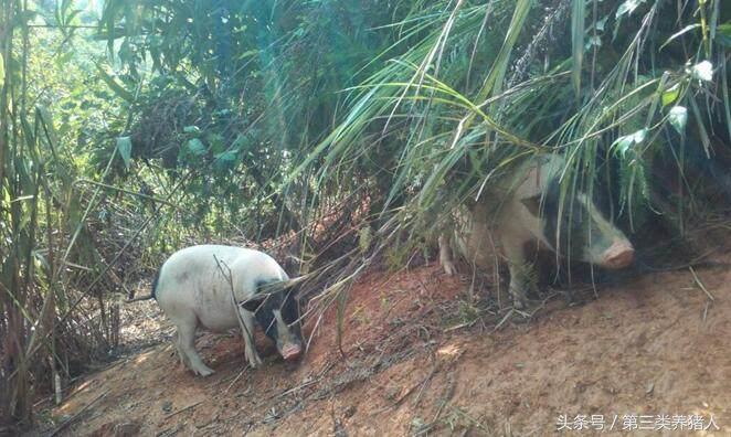现在猪肉销售模式,浙江散养土猪销售