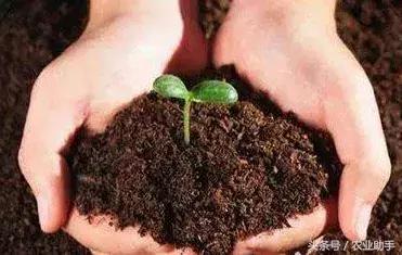 深度解析有机食品,深度解析腐植酸