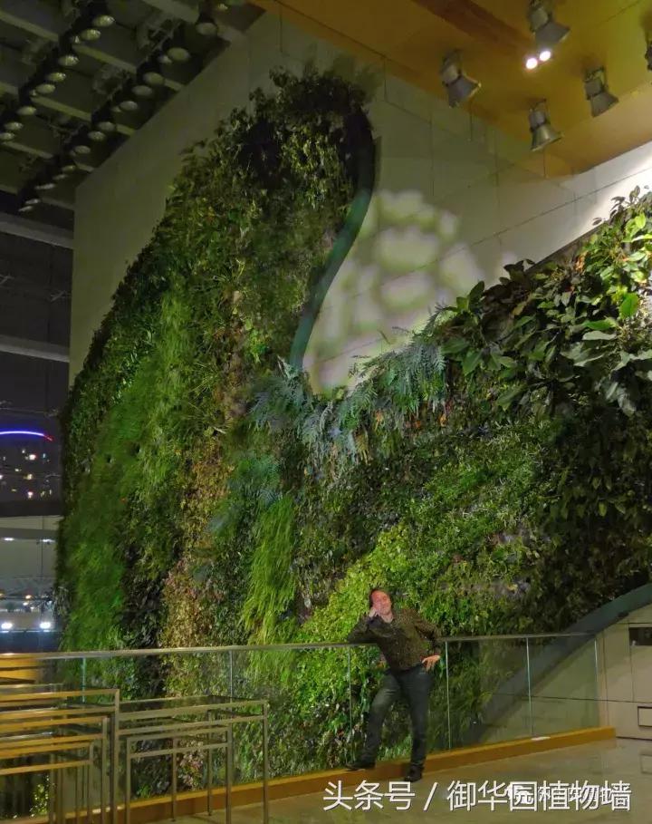 植物大战僵尸之父是中国人,植物墙创始人