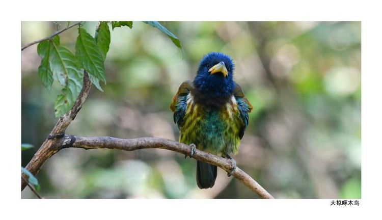 2018年鸟趣日历,太精美了,人手一份,值得收藏!