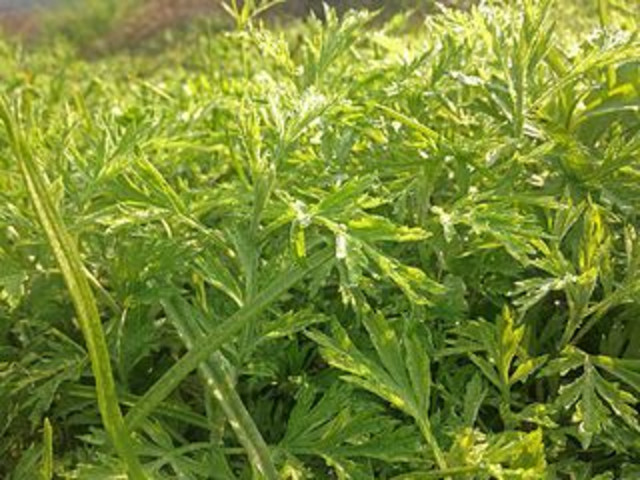 农村做什么生意赚钱创业项目,创业致富项目农村种什么赚钱