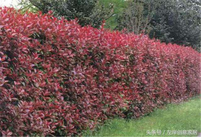 100种室内植物大全,户外小景观植物大全