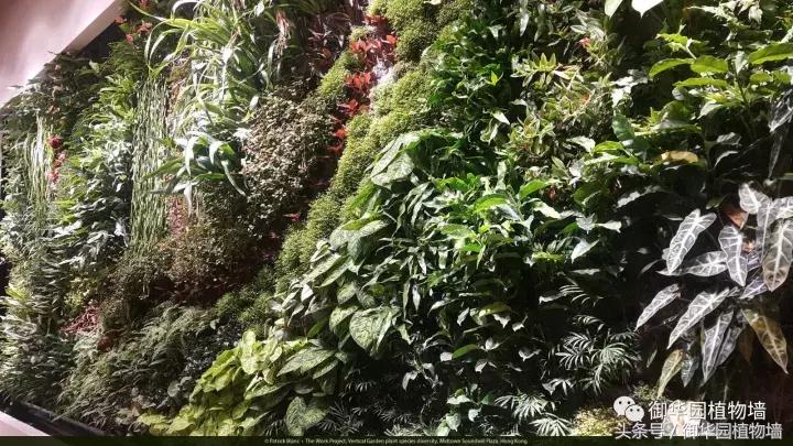 他曾说过：每一面植物墙都是一个花园……