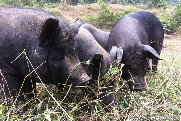 现在猪肉销售模式,浙江散养土猪销售