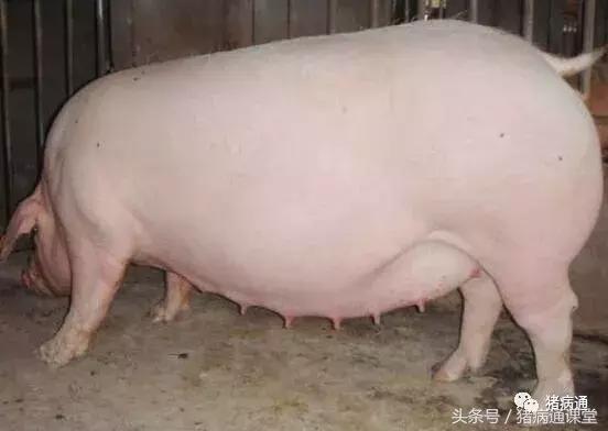 母猪过预产期7天仔猪能活吗,母猪临产前的症状及护理仔猪方法