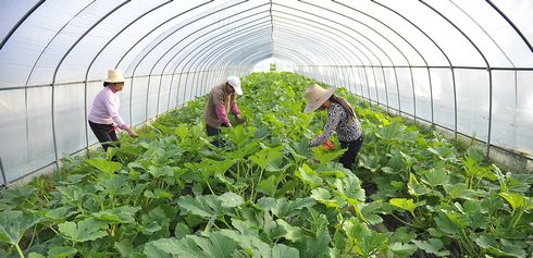 农村做什么生意赚钱创业项目,创业致富项目农村种什么赚钱