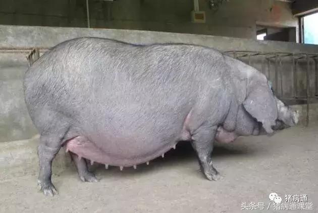 母猪过预产期7天仔猪能活吗,母猪临产前的症状及护理仔猪方法