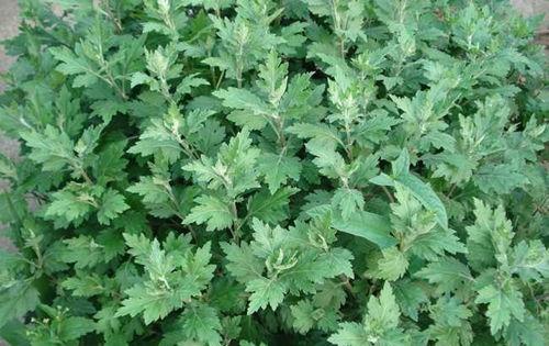 老妈妈讲偏方,老妈妈给的偏方