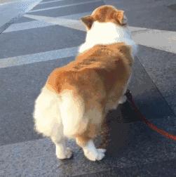 测一测你家狗能活多久!