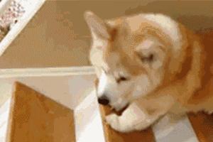 你是如何对待狗的,如果你打你家自己的狗会怎么样