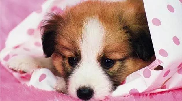 测一测你家狗能活多久!